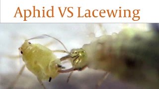 Lacewing Larvae Devours Aphids Alive in Real Time [upl. by Auqinihs]