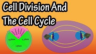 How Do Cells Divide  Phases Of Mitosis  Cell Division And The Cell Cycle  Cellular Division [upl. by Busey]