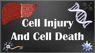 Cell Injury and Cell Death Causes mechanism and different types of cell injury  part I [upl. by Marigolda]