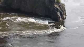 Reversing Falls St John NB Bay of Fundy [upl. by Marden]