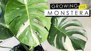 MONSTERA DELICIOSA CARE  GROW WITHOUT SOIL FERTILIZER amp DEALING WITH ROOT ROT [upl. by Robbyn]