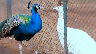 Rare White Peacock Dancing with Indian Peafowl [upl. by Nahij]