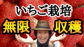 【いちごが無限にできます】園芸店長が初心者でも自宅で無限に収穫できるイチゴ栽培を教えます。毎年自宅でいちご狩りをしたい方必見。家庭菜園に迷ったらイチゴを植えてください japan gardening [upl. by Annor]