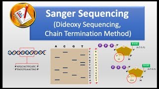 How Sanger Sequencing Works Classic Sanger Method [upl. by Eedya825]