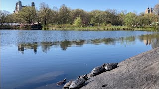 Belvedere Castle and Turtle Pond in Central Park New York City [upl. by Delly]