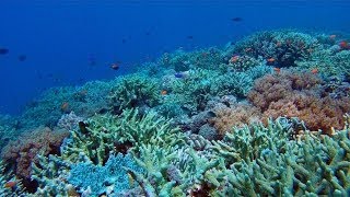 Tubbataha Reef Diving via Expedition Fleet Oceanic Explorer [upl. by Ready832]