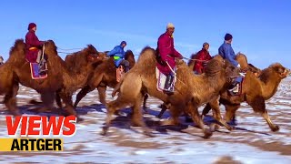 Mongolian Camel Festival – Traditional Bactrian Camel Race Nomad Life in Gobi  Views [upl. by Aicilra]