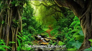 The Amazon rainforest  Brazil [upl. by Jude123]