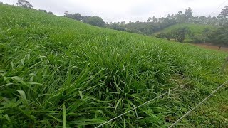 MOSTRANDO O TAMANHO DOS PIQUETES DE CAPIM MOMBAÇA [upl. by Colly]