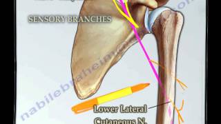 Course Of The Radial Nerve Simplified  Everything You Need To Know  Dr Nabil Ebraheim [upl. by Llenhoj]