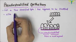 Pseudostratified Epithelium  Type  Function  Location [upl. by Mara]