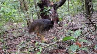 Animals of the Daintree Rainforest [upl. by Afrika678]