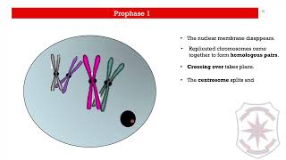 Lesson 2 The Process of Meiosis [upl. by Havard]