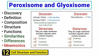 Peroxisomes and Glyoxisomes  Similarities and Differences  Structure and Function [upl. by Ttocserp493]