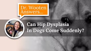 Can A Dog With Hip Dysplasia Run  Dr Wooten Answers [upl. by Bearnard763]