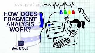 How does Fragment Analysis work – Seq It Out 3 [upl. by Noek]