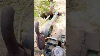 1890 old diesel engine work on tubewell youtubeshorts shortsfeeds viral trending [upl. by Yesnek665]