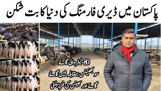 Modern Dairy Farm  Holstein Friesian Cows Farming in Pakistan  Buffalo Vs Cow Comparison [upl. by Tay923]