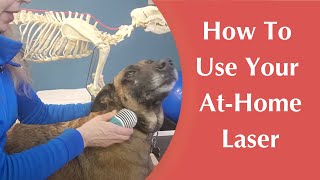 At home laser therapy for your dogs pain Medcovet luma laser [upl. by Ofelia255]