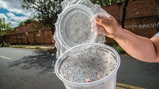 DIY Mosquito Trap that Actually Works [upl. by Nidak]