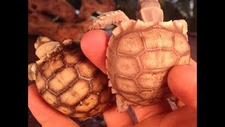 What To Feed Sulcata Tortoises [upl. by Dnalsor]