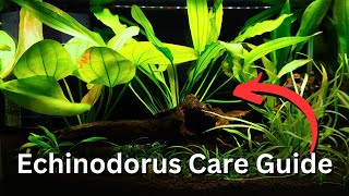 ULTIMATE Echinodorus Plant Care Guide All Beginner Tips for Amazon Sword plants🌿 [upl. by Aibos]