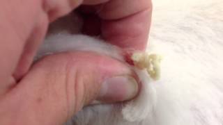 Popping a cyst on a dog [upl. by Leavelle]