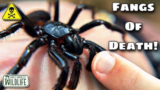 How DEADLY Is The BITE Of The FUNNEL WEB SPIDER Really [upl. by Tumer]