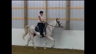 Exercises to Break up the Pace for Gaited Horses [upl. by Robina680]