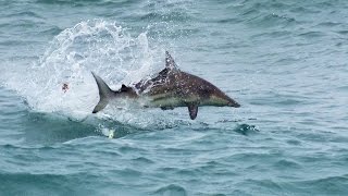 Epic Blacktip Sharks attacking Topwater Lures [upl. by Richarda163]