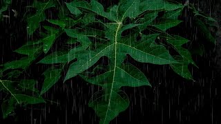 BIKIN TIDUR Suara Hujan agar TIDUR Nyenyak  Rain Sound for Sleep  Rain drops Close Up on Leaves [upl. by Yremrej]