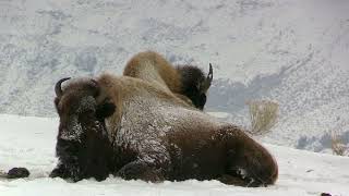 Wild Montana Vivid Scenes of Bison Covered by Snow on Early Mountain Morning [upl. by Burn500]