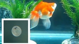 Ryukin Goldfish Laying Eggs [upl. by Hanna]