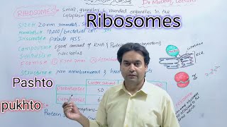 Ribosomes  Biology  Class 11  Dr Mushtaq Pashto Lectures [upl. by Coletta]