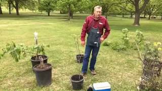 How to Graft Pecan Trees [upl. by Hedgcock]