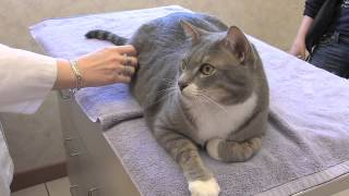 FELIWAY Use In Veterinary Clinic [upl. by Adaurd]