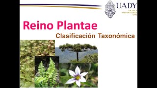 Clasificación taxonómica del Reino Plantae [upl. by Valli]