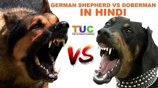 German Shepherd Vs Doberman In Hindi  Dog Comparison  The Ultimate Channel [upl. by Aisile147]