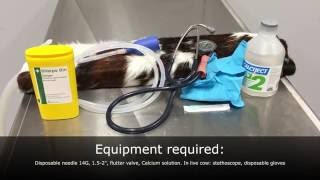 Hypocalcaemia in cattle intravenous IV injection practical [upl. by Geithner]