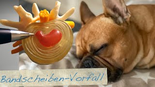 Bandscheibenvorfall beim Hund Rückenbeschwerden beim Hund [upl. by Evars29]