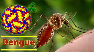 Dengue  Introduction  Symptoms  Diagnosis  Management [upl. by Toulon277]