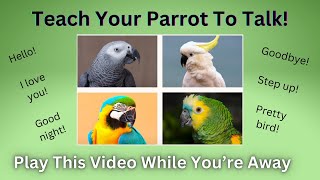 Teach Your Parrot To Talk and Say Common Phrases Play This Video On Loop While Away  Female Voice [upl. by Felicidad]