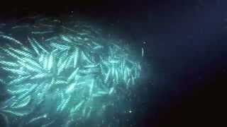 Overfishing  excerpt from Planet Ocean the movie [upl. by Roybn]