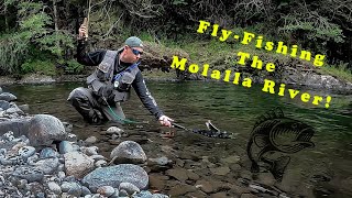 Fly Fishing Oregons Molalla River Catch amp Release LOTS of Trout [upl. by Zarla23]