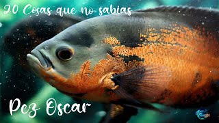 20 Cosas que no sabias del pez Oscar Astronotus ocellatus [upl. by Nottage]