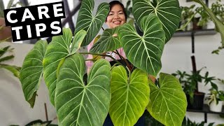 Philodendron Gloriosum  Beginners Guide  Care Tips 💕 [upl. by Ellehcsor]