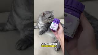 【布丁仔和泡芙妹的一天】最后我是真没想到我家猫这么记仇 卫仕猫多维 卫仕化毛球片万物可爱计划 [upl. by Brendon88]