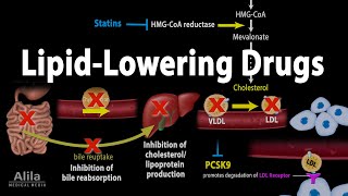 Pharmacology Lipid Lowering Drugs Animation [upl. by Ranita]