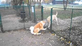 Barking Akita with argumentsAVI [upl. by Petie125]