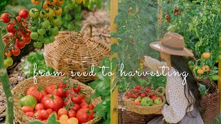 90 Everything About Tomatoes Growing Harvesting Preserving Cooking [upl. by Siroval]